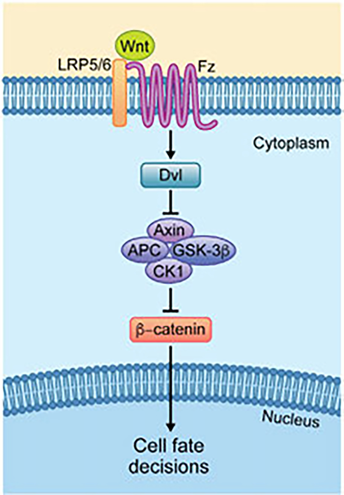 Fig. 1