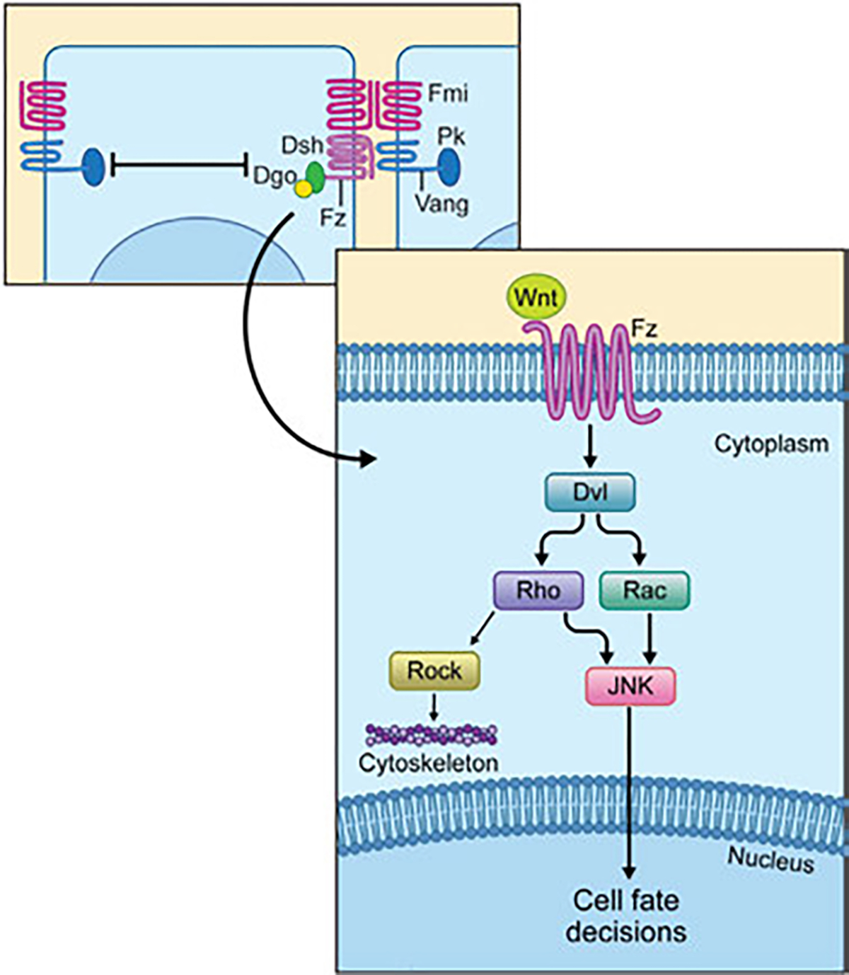 Fig. 2