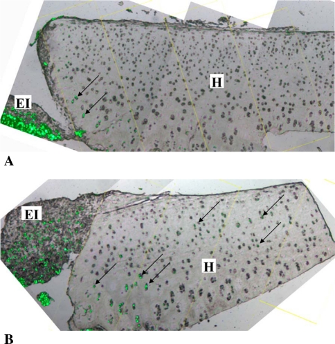 Fig. 9A–B