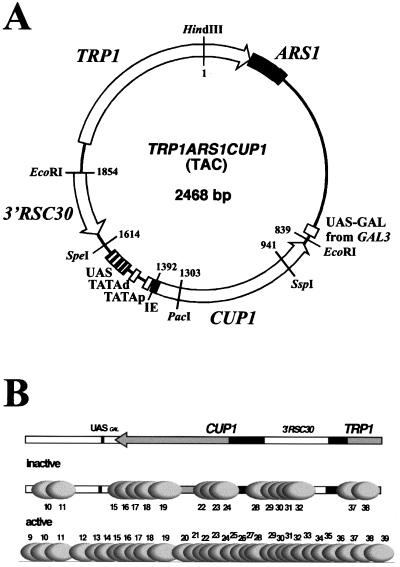 FIG. 1.