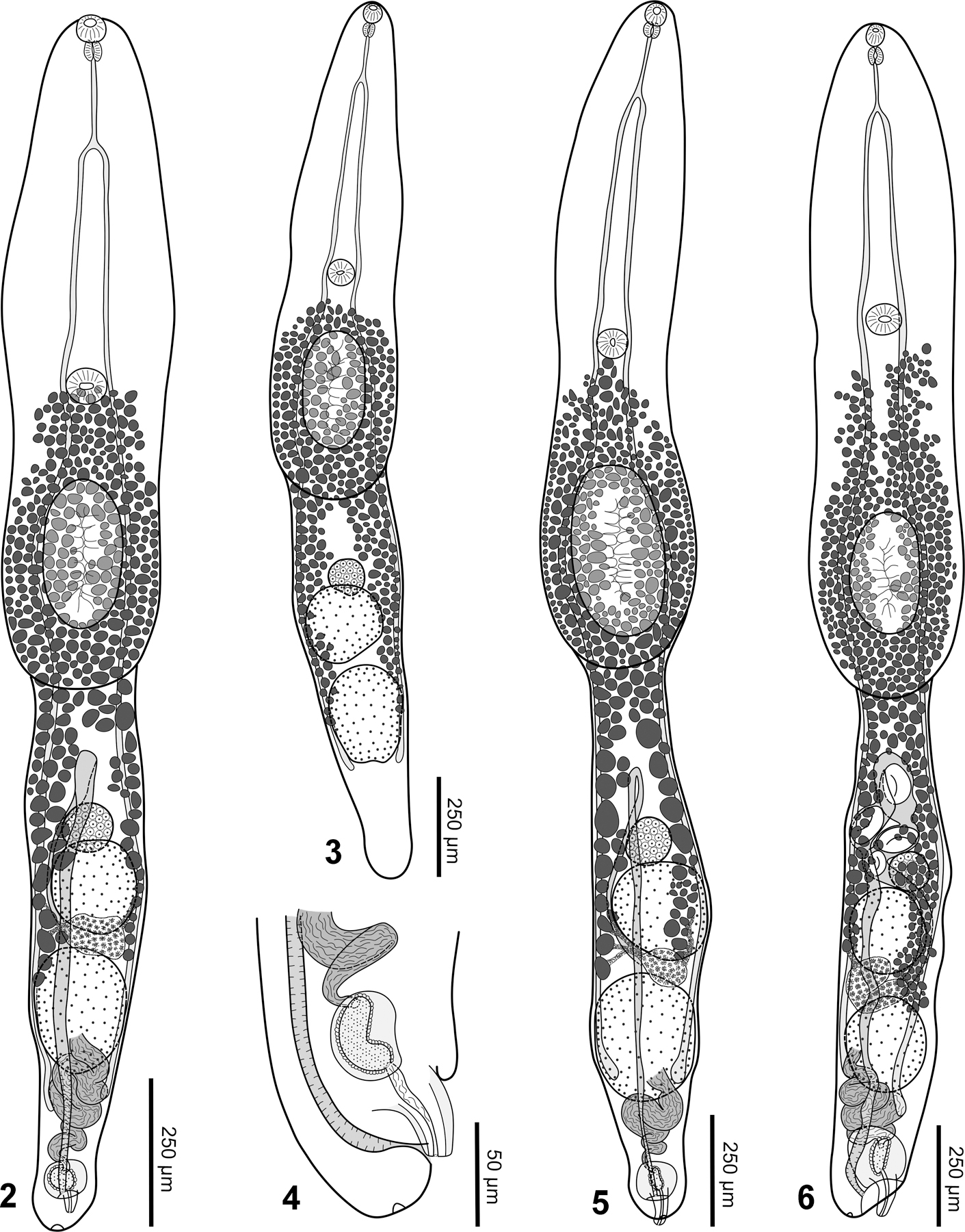 Figures 2–6.