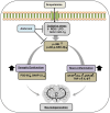 Diagram illustrating the effects of scopolamine on oxidative stress, leading to neuro-inflammation and synaptic dysfunction. Scopolamine increases oxidative stress markers (ROS/LPO) and reduces Nrf-2/HO-1, affecting signaling pathways (p-JNK, p-Akt). This results in synaptic dysfunction (reduced PSD-95, SNAP-23) and neuro-inflammation (increased GFAP, Iba-1, pNFκB, TNF-α, IL-β), contributing to neurodegeneration. Ambroxol inhibits these pathways. Arrows indicate the flow of influence.