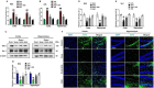 A series of panels present data and images related to oxidative stress and protein expression in the cortex and hippocampus. Panels A and B show bar graphs of ROS and LPO concentrations, with various treatments (Cont, Scop, Scop + Amb, Amb) affecting levels differently. Panels D and E depict relative density of Nrf-2 and Ho-1 proteins, while Panel C shows Western blot images for Nrf-2, Ho-1, and β-actin. Panel F features fluorescence microscopy images of Nrf-2 in cortex and hippocampus sections. Panel G displays graphs of relative integrated density for Nrf-2. Statistical significance is indicated by asterisks and hash symbols.