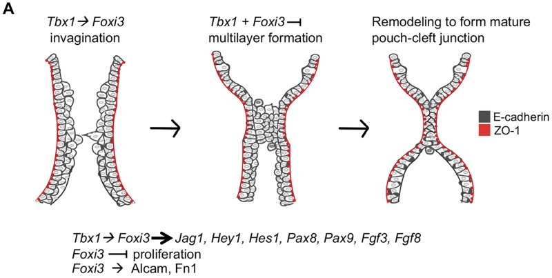 Fig 9