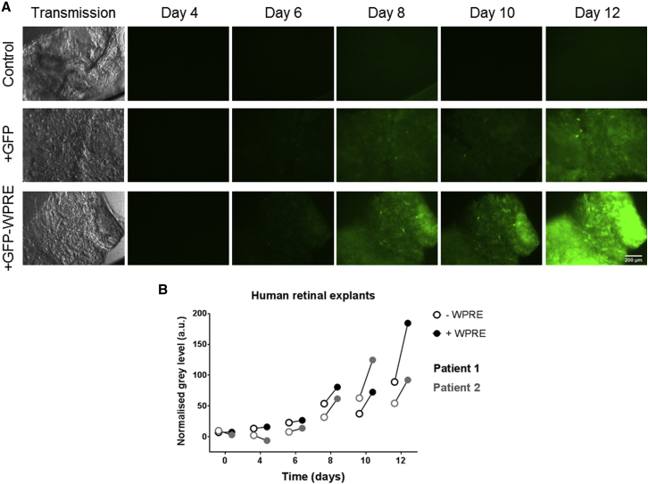 Figure 4