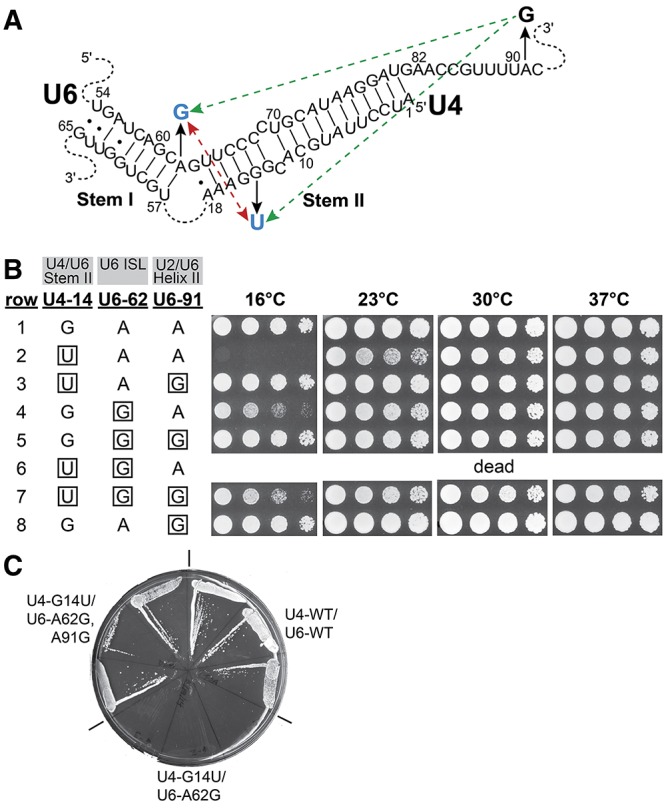 FIGURE 2.