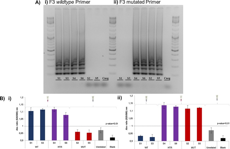 Allele specific LAMP- gold nanoparticle for characterization of single ...