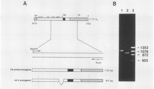 graphic file with name molcellb00044-0360-a.jpg