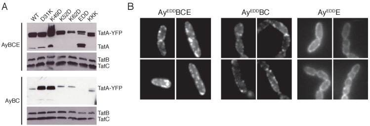 Figure 3—figure supplement 1.