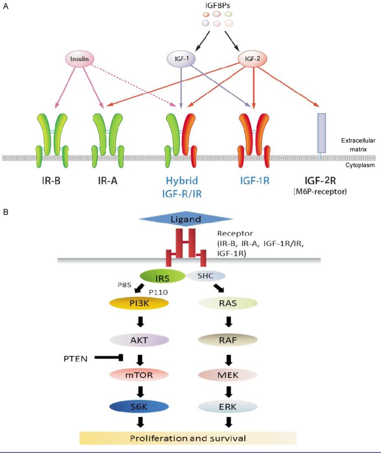 IGF-1R as an anti-cancer target—trials and tribulations - PMC