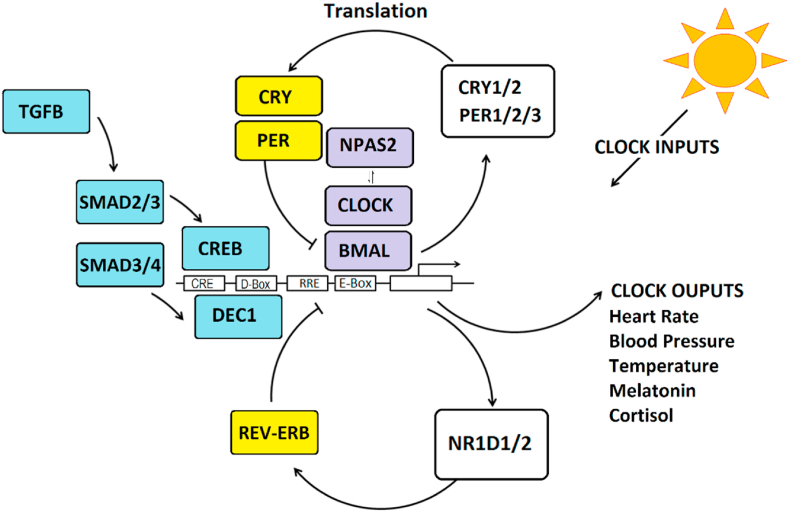 Fig. 1