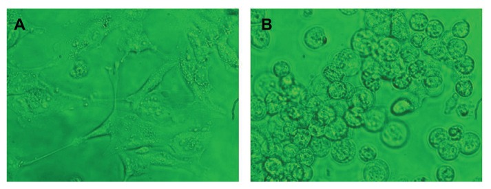 Figure 12