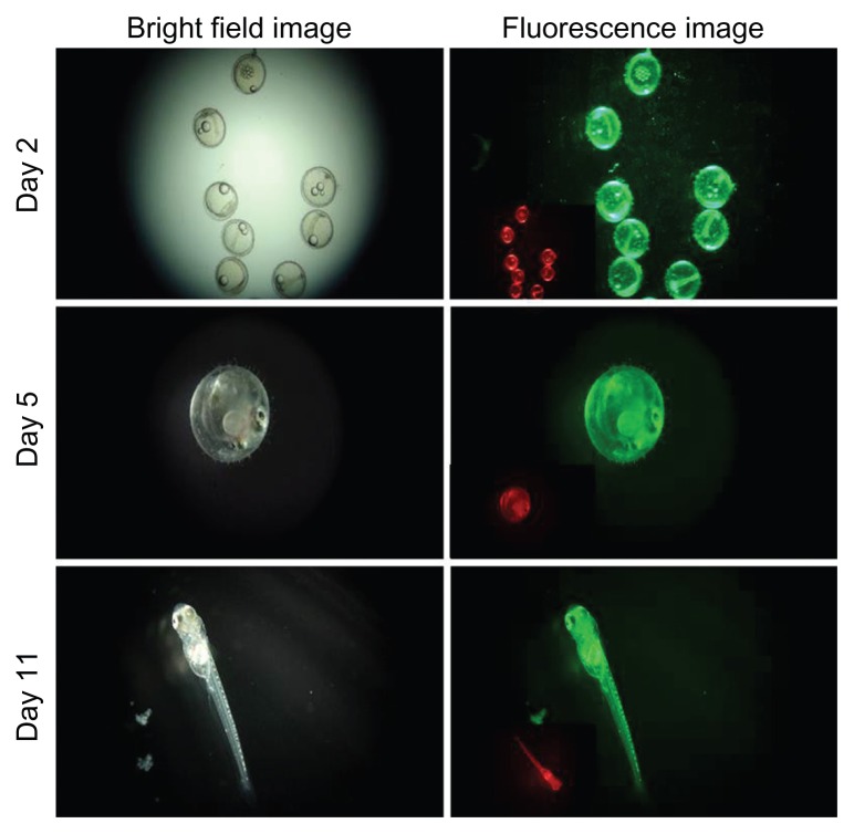 Figure 19