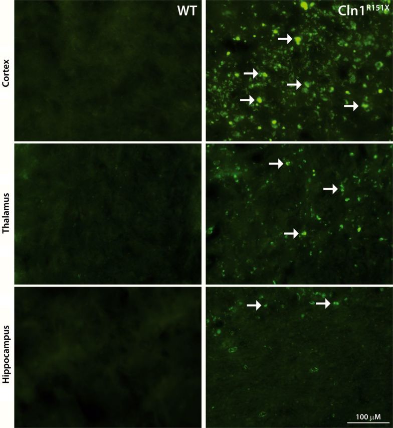 Figure 3.