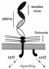 FIG. 1.