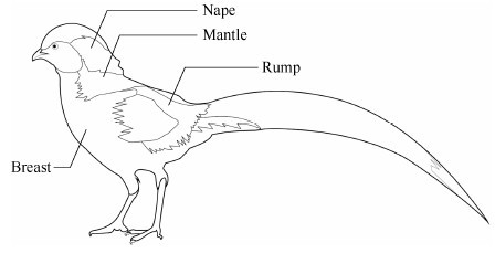 Feathers from breast, nape and rump were red, orange and yellow in the distal parts, while feathers from the mantle were iridescent green. Feather follicles were sampled during the growing period.