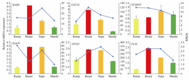 Columns indicate real-time PCR data, and lines indicate RNA-seq data. RPKM: Reads per kilobase transcriptome per million mapped reads.