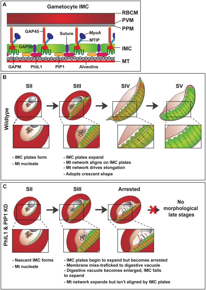 Fig 8