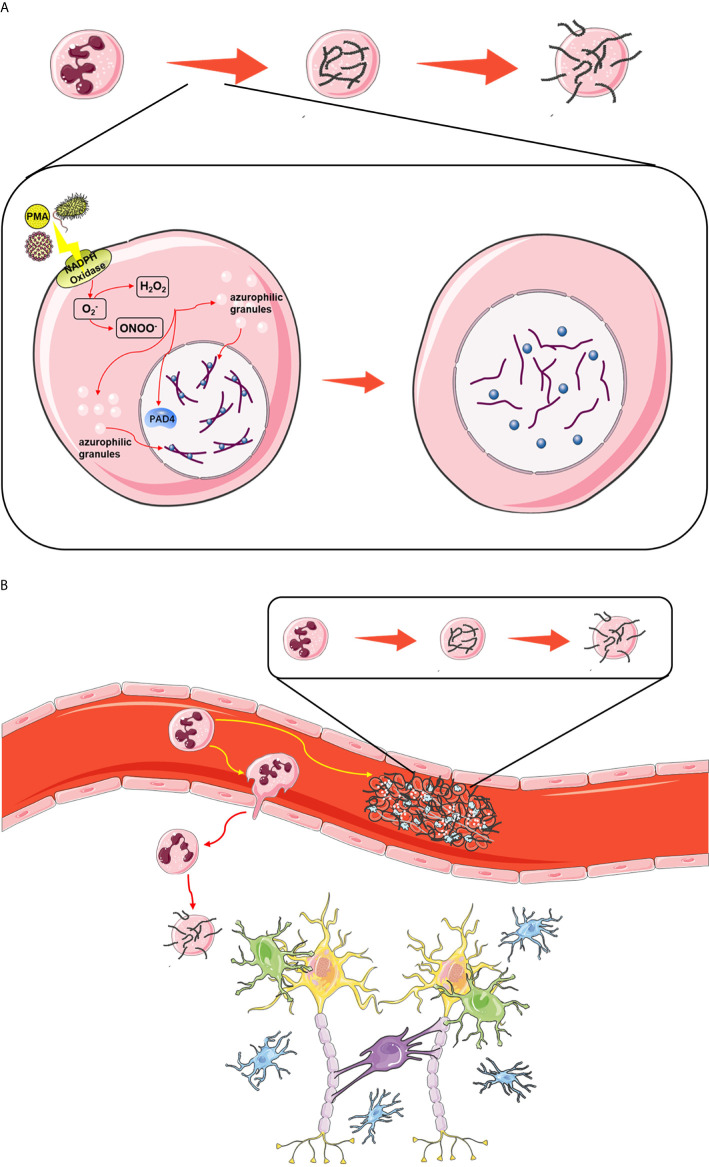 Figure 4