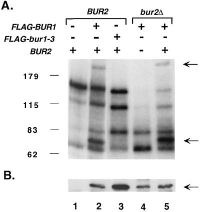 FIG. 6