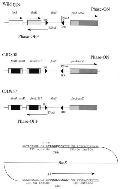 FIG. 1