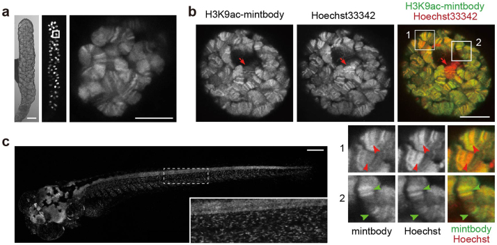 Figure 4