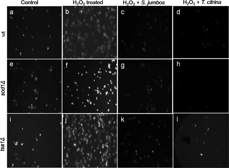 Fig. 4