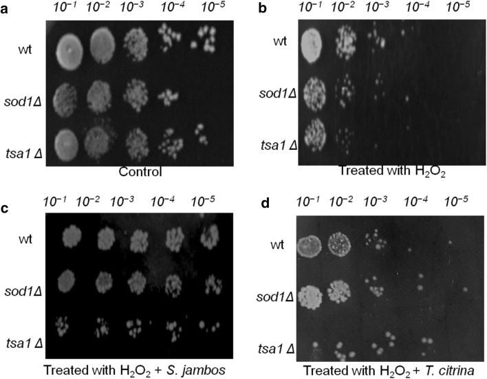 Fig. 2