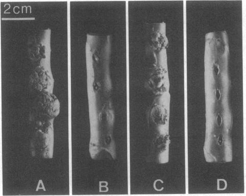 graphic file with name pnas00312-0219-a.jpg