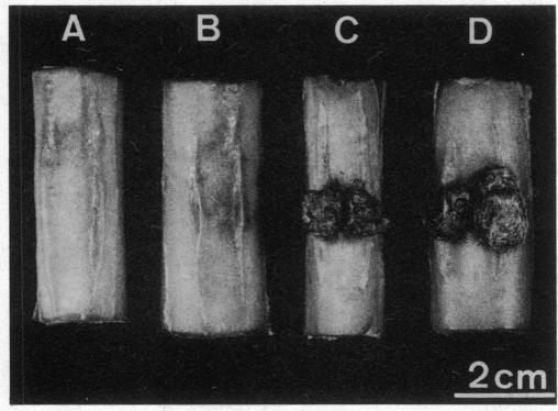 graphic file with name pnas00312-0220-a.jpg