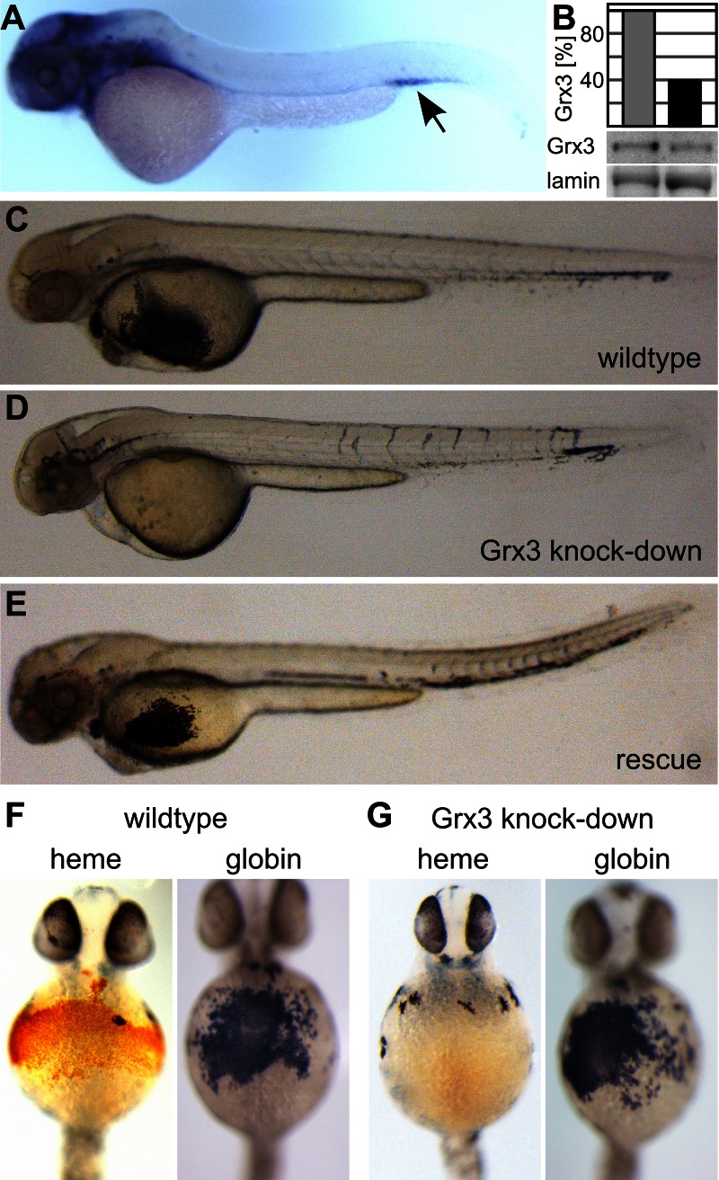 FIGURE 1: