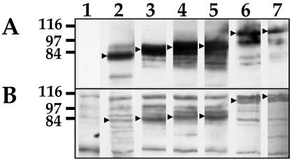 FIG. 5.