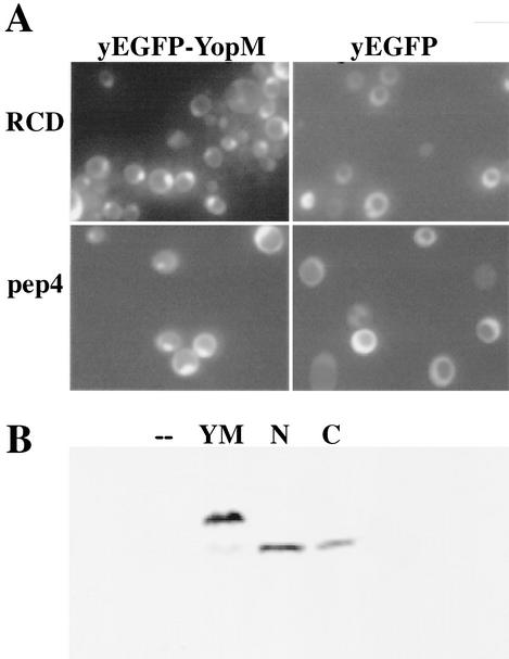 FIG. 6.