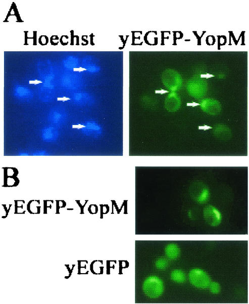 FIG. 2.