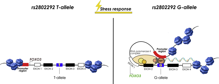 Unlabelled Image