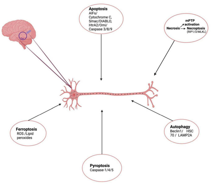 FIGURE 1