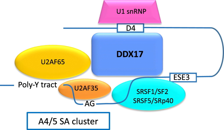 Unlabelled Image