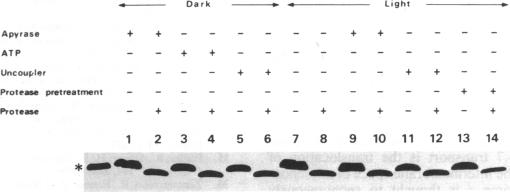 graphic file with name pnas01040-0202-c.jpg