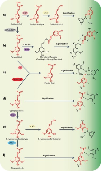 Scheme 2