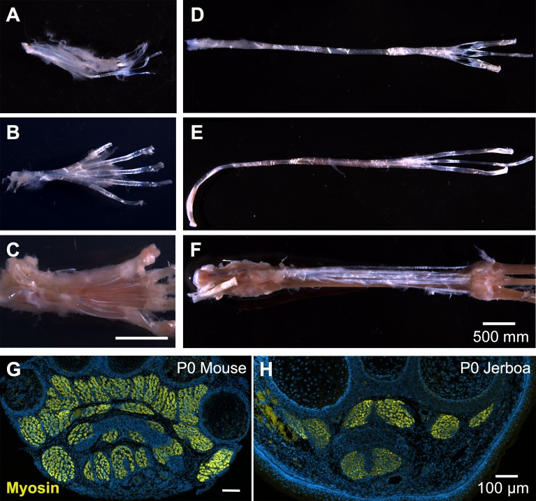 Figure 1—figure supplement 1.