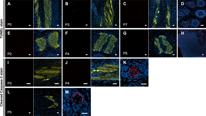 Figure 3—figure supplement 1.