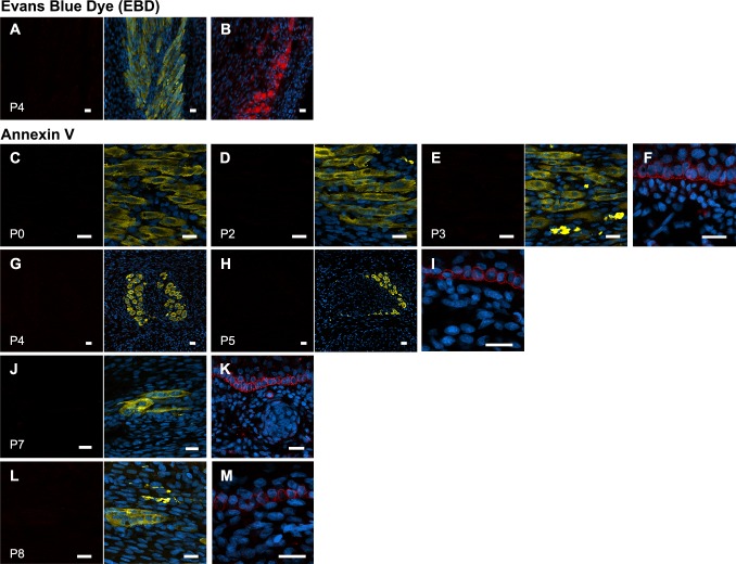 Figure 3—figure supplement 2.