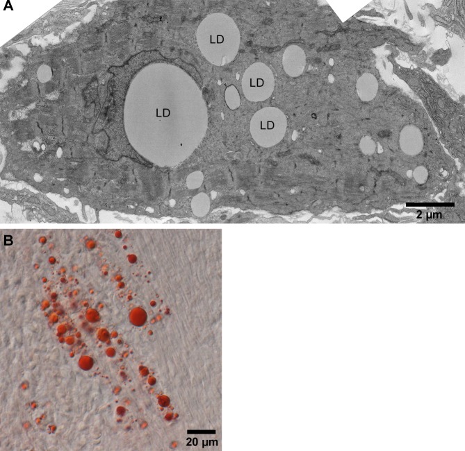 Figure 4—figure supplement 1.