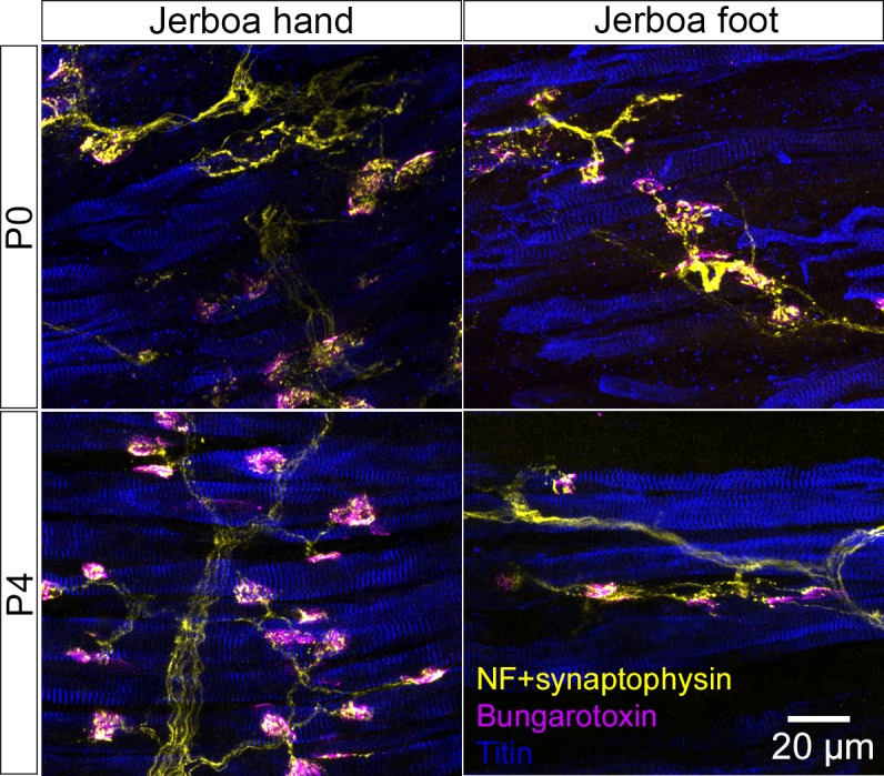 Figure 5—figure supplement 1.