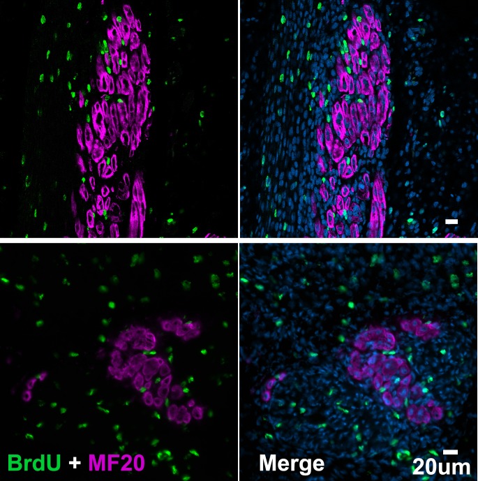 Figure 2—figure supplement 1.