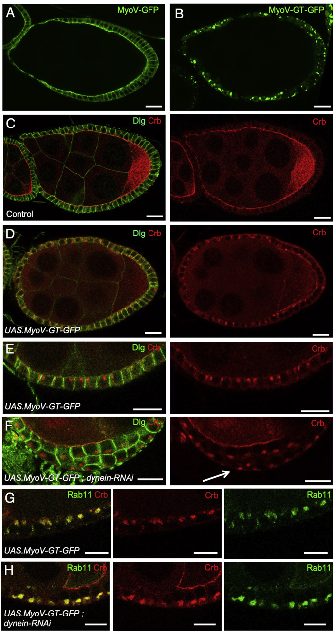 Fig. 3