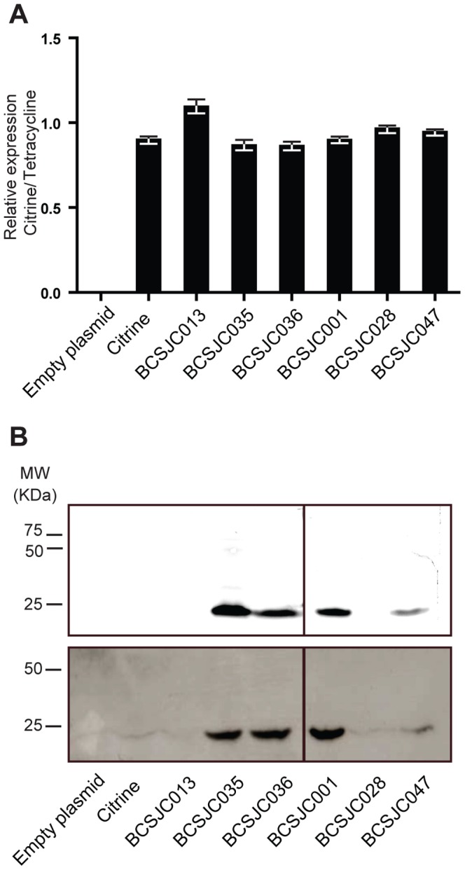 Figure 6