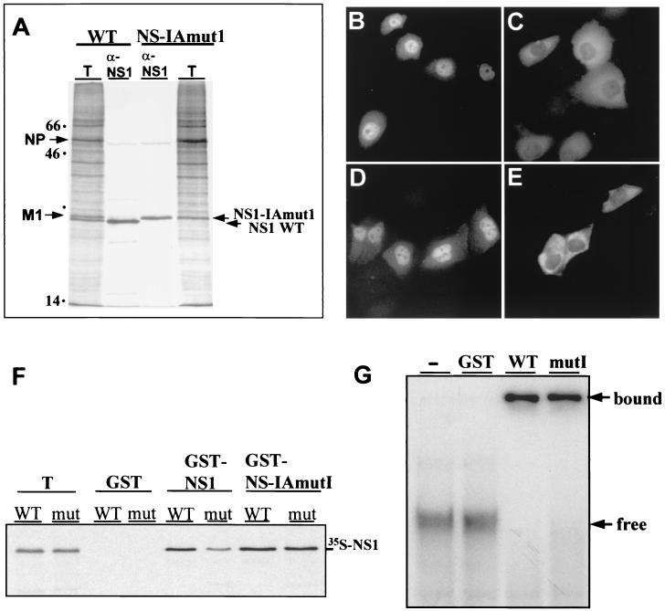 FIG. 1.