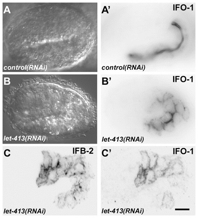 Fig. 8: