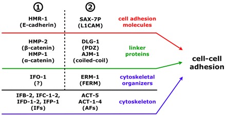 Fig. 11.